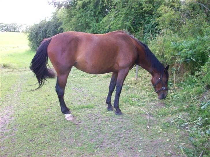 Anden særlig race Surprise :(Rider ikke mer billede 10