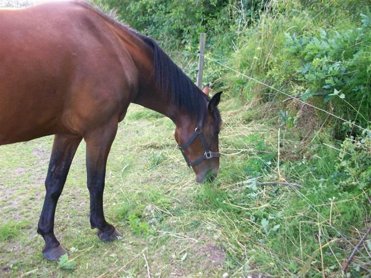 Anden særlig race Surprise :(Rider ikke mer billede 11