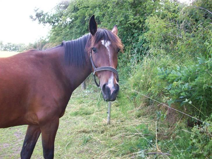 Anden særlig race Surprise :(Rider ikke mer billede 12