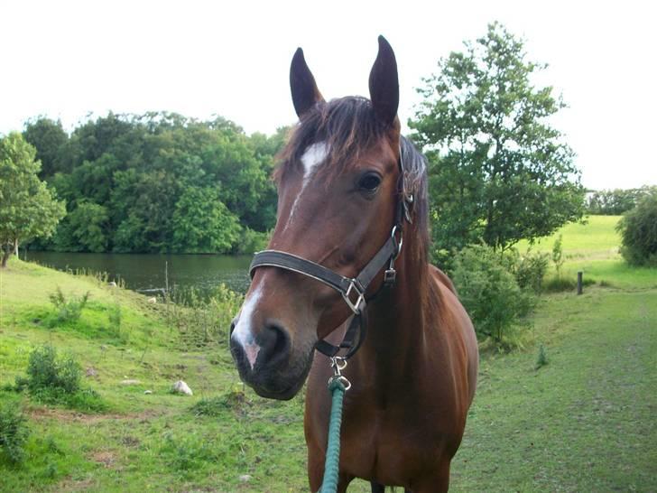 Anden særlig race Surprise :(Rider ikke mer - sker der noget der over? billede 13