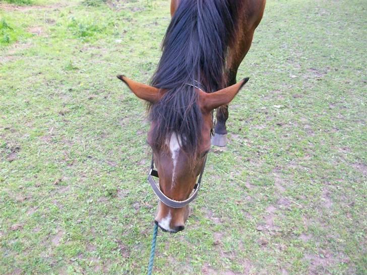 Anden særlig race Surprise :(Rider ikke mer billede 14