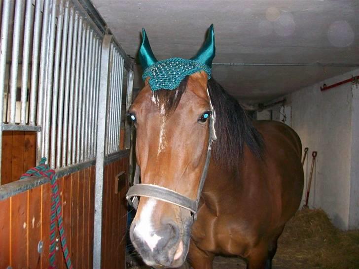 Anden særlig race Surprise :(Rider ikke mer - jeg er bare så cool ! billede 15