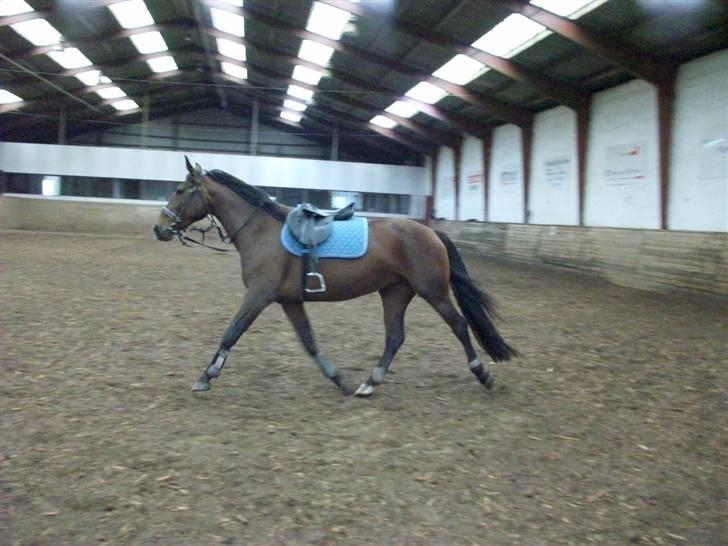 Anden særlig race Surprise :(Rider ikke mer billede 16