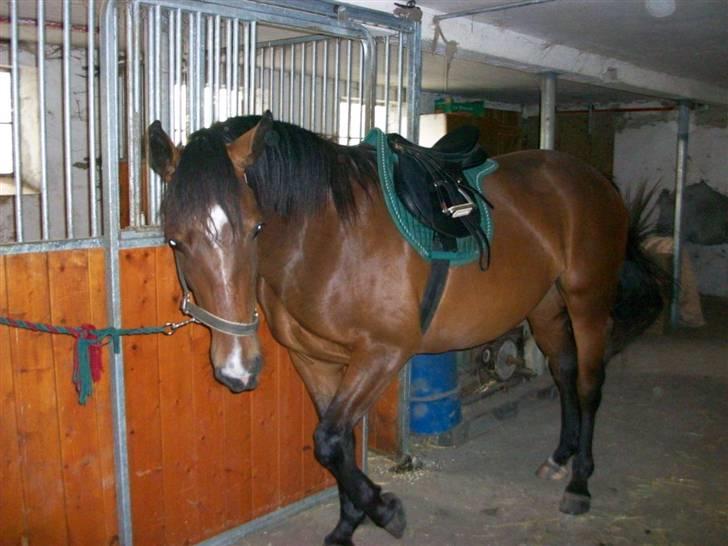 Anden særlig race Surprise :(Rider ikke mer billede 18