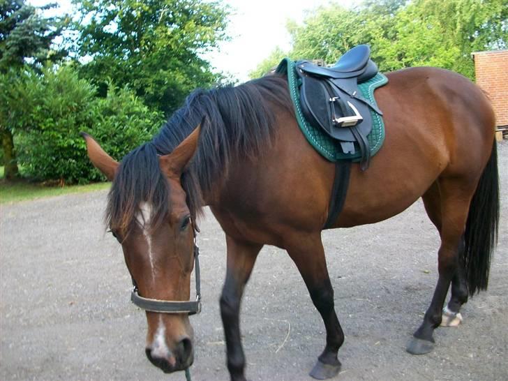 Anden særlig race Surprise :(Rider ikke mer billede 19