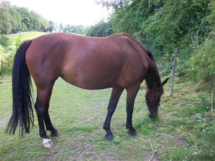 Anden særlig race Surprise :(Rider ikke mer billede 20