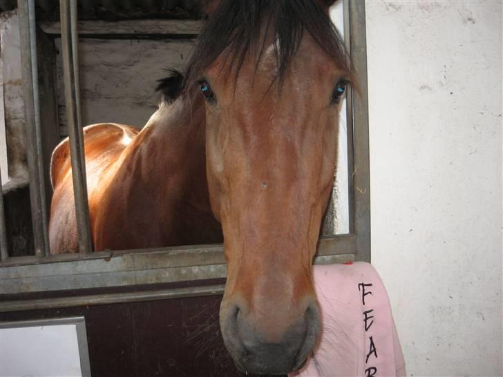 Traver Rapid (solgt) billede 7