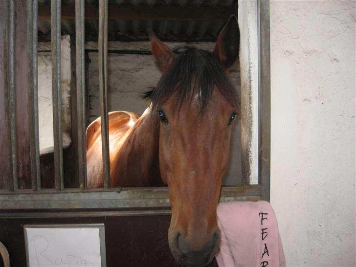 Traver Rapid (solgt) billede 8