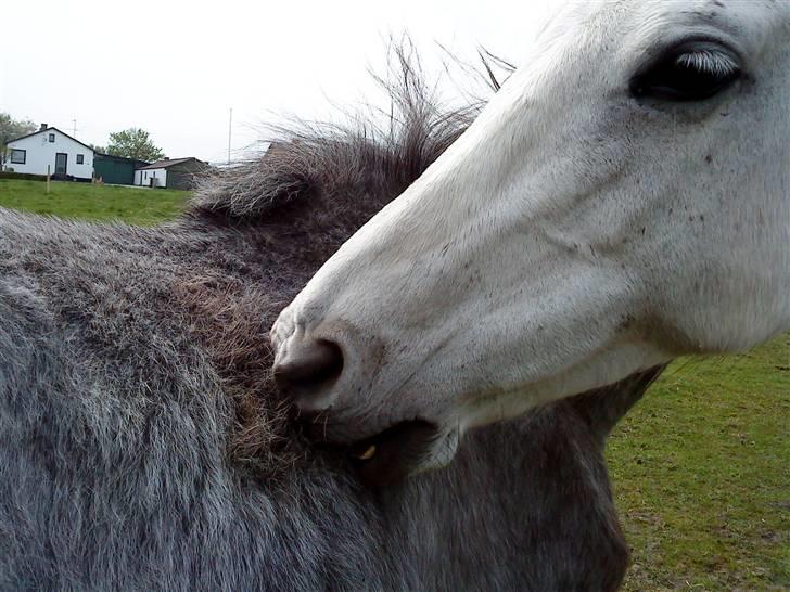 Anden særlig race Cirkeline <3 billede 19