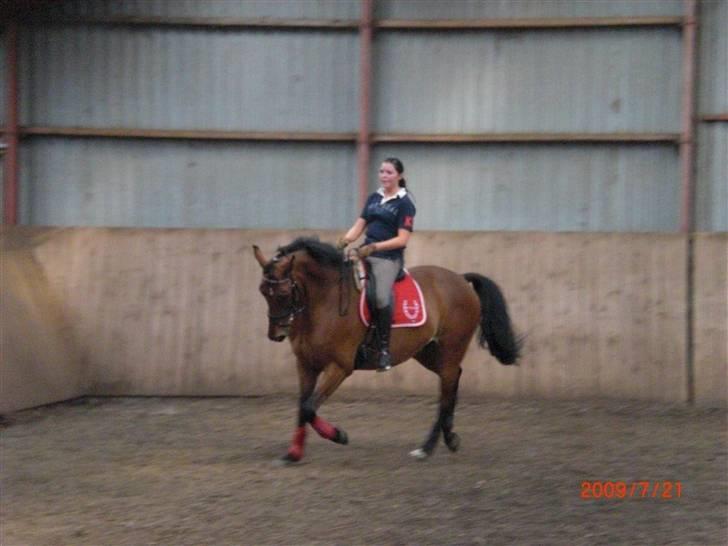 Dansk Varmblod Højvangs Kalibra billede 16