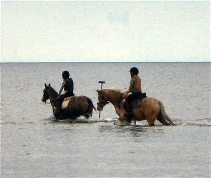 Knabstrupper Roosgårdens Frønse *redet billede 19
