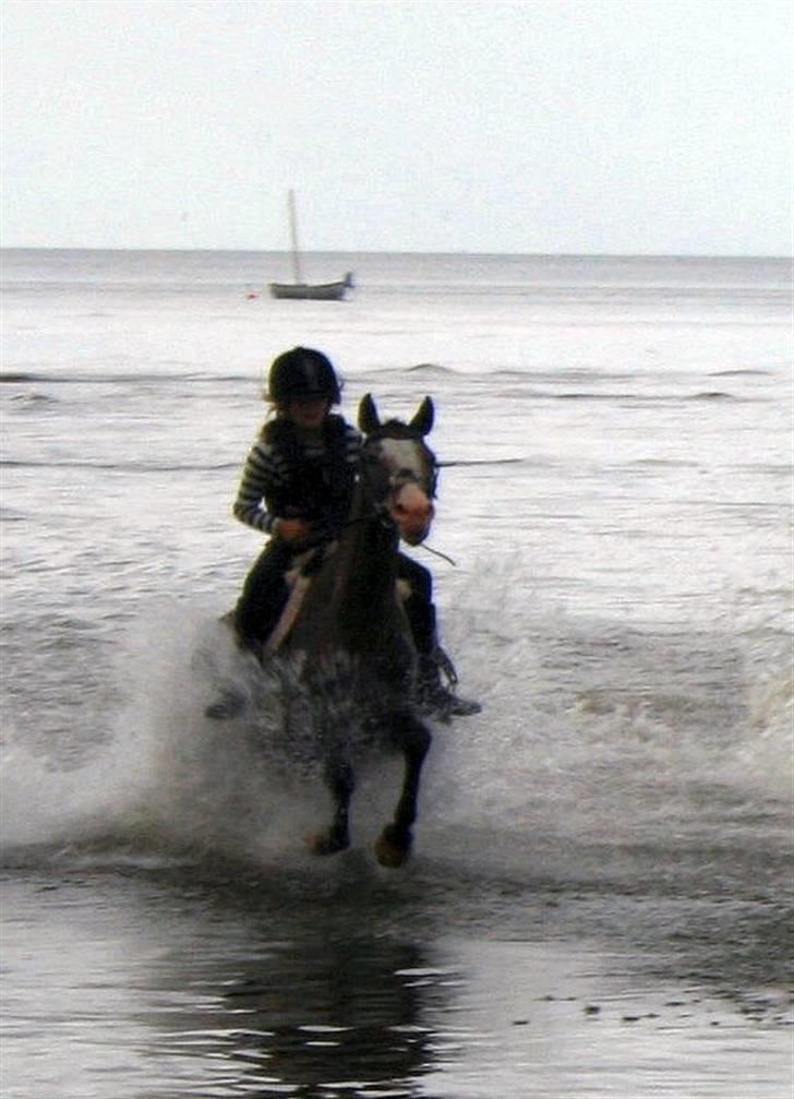 Knabstrupper Roosgårdens Frønse *redet billede 20