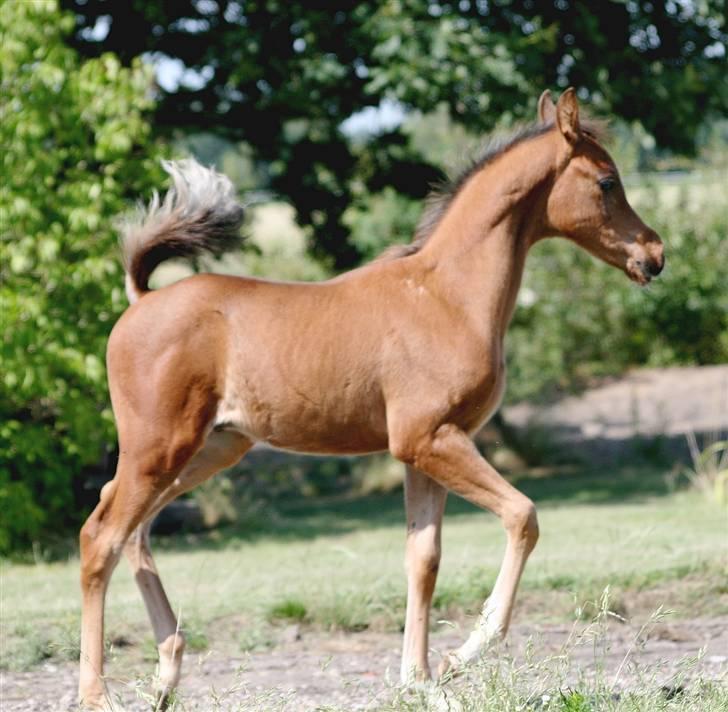 Arabisk fuldblod (OX) Al Tijani E'jaaz - SOLGT! billede 11