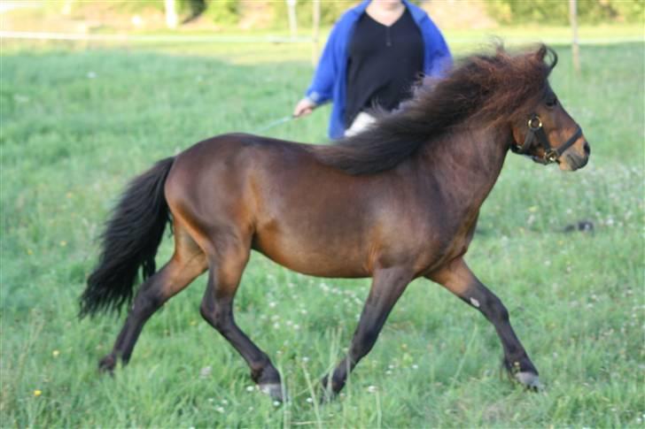 Dartmoor  Bob Marley *SOLGT* billede 10
