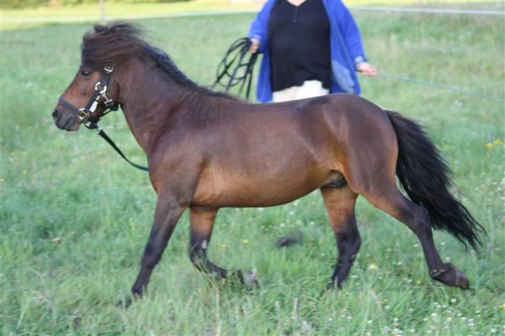 Dartmoor  Bob Marley *SOLGT* billede 11