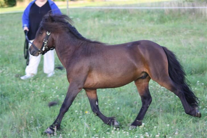 Dartmoor  Bob Marley *SOLGT* billede 12