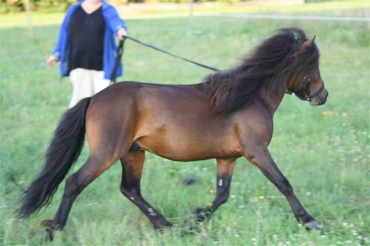 Dartmoor  Bob Marley *SOLGT* billede 13