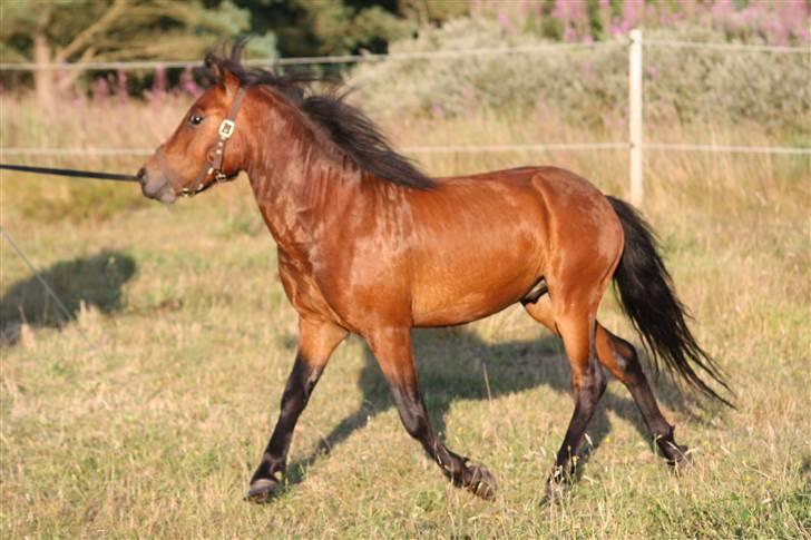 Dartmoor + Bill Murray.+ *SOLGT¨* - Super pony. billede 11
