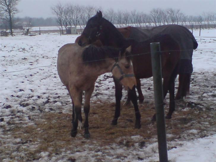 Anden særlig race Lilo *Solgt* billede 15