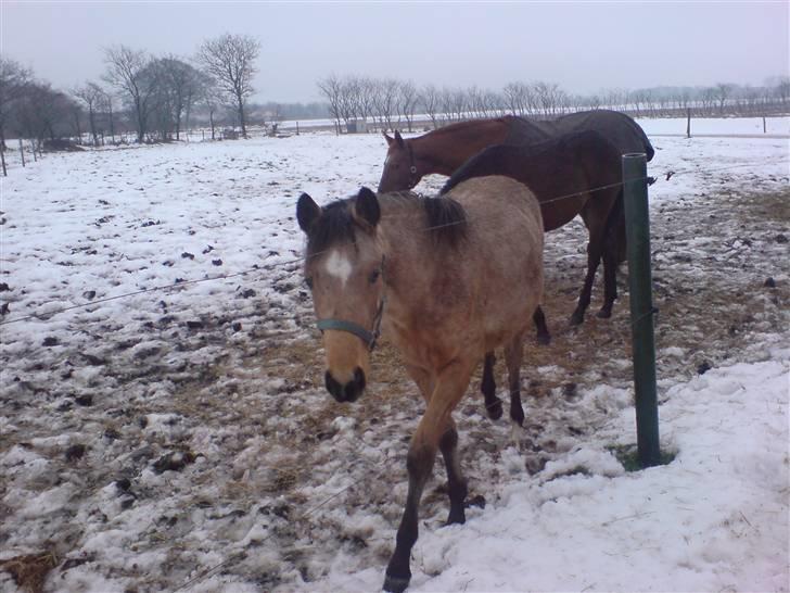 Anden særlig race Lilo *Solgt* billede 16