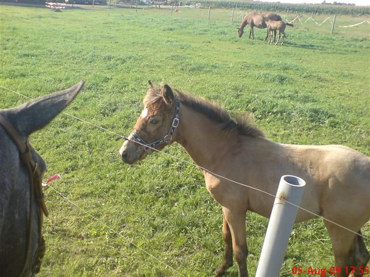 Anden særlig race Lilo *Solgt* - Skulle lige hilse på da jeg red forbi billede 17