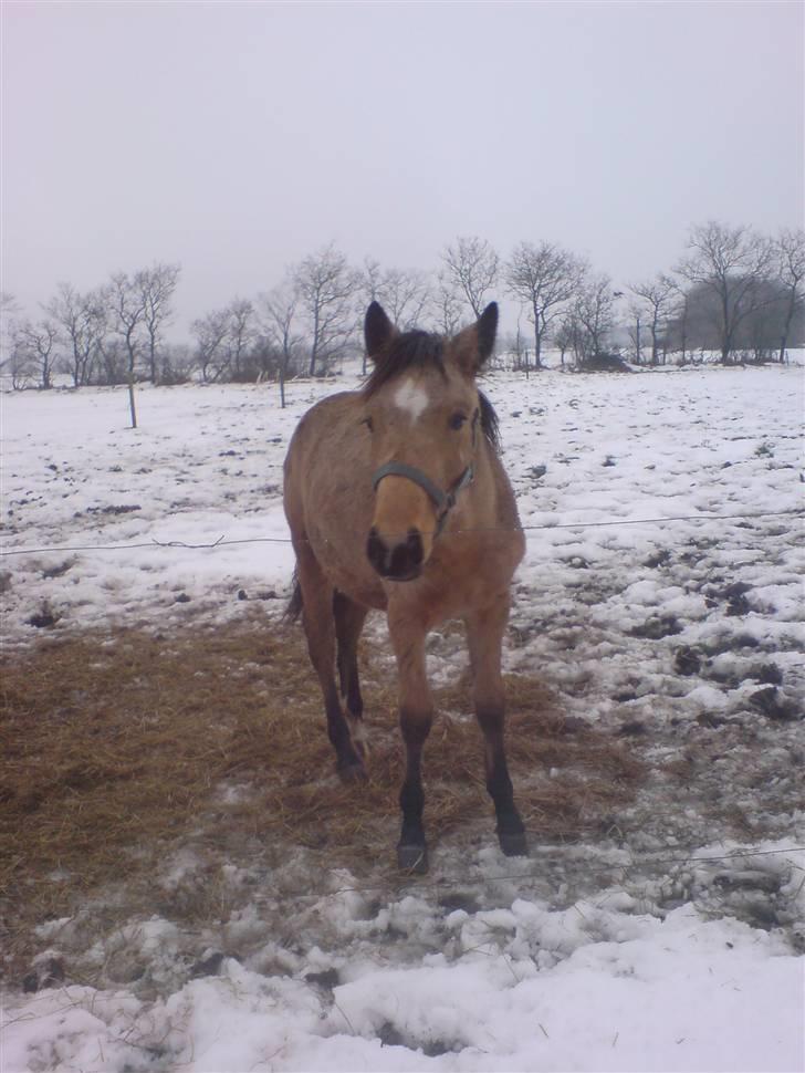 Anden særlig race Lilo *Solgt* - "Har du godbidder med"??? :-) billede 18