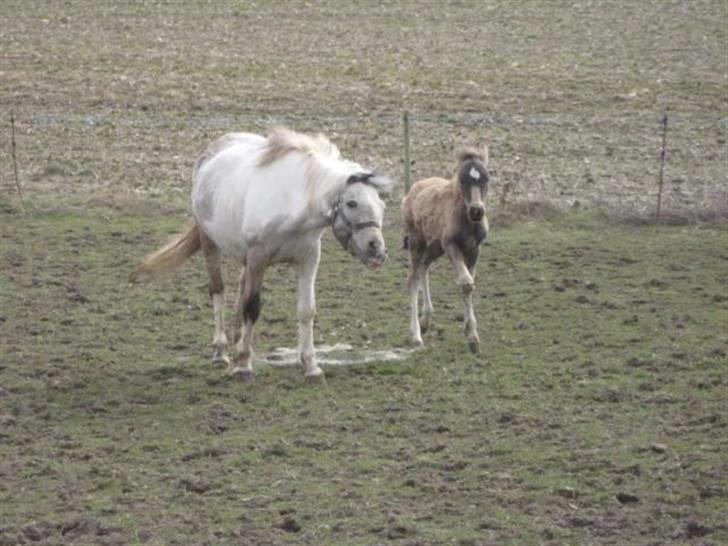 Anden særlig race Lilo *Solgt* - Lilo som helt lille billede 19