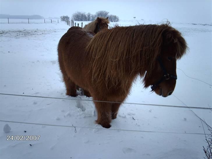 Islænder Reddi - Gammelt vinter billede, pels klump XD..! billede 17
