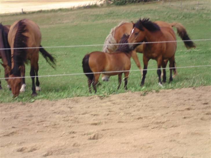 Miniature Mitzi<33  | | Solgt | | - Her gnubber jeg med Bruno :) Foto: migg billede 7