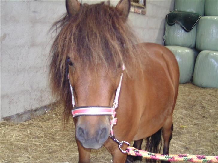 Miniature Mitzi<33  | | Solgt | | - Færdig med at blive striglet :) foto: migg billede 8