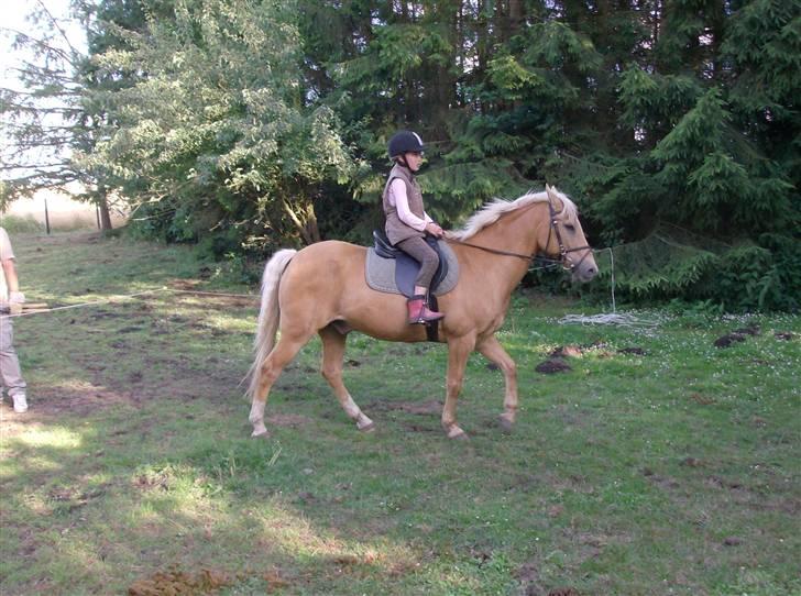 Hollandsk Sportspony Lukas *SOLGT' billede 1