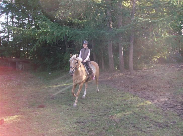 Hollandsk Sportspony Lukas *SOLGT' billede 2