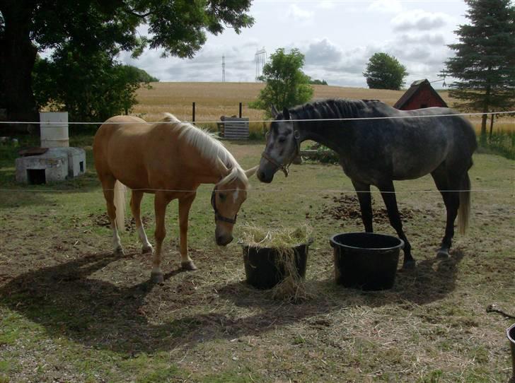 Hollandsk Sportspony Lukas *SOLGT' billede 3