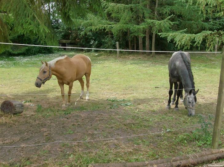 Hollandsk Sportspony Lukas *SOLGT' billede 4