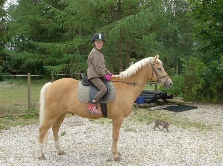 Hollandsk Sportspony Lukas *SOLGT' billede 5