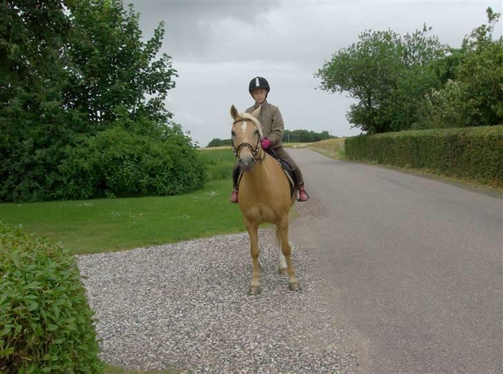 Hollandsk Sportspony Lukas *SOLGT' billede 6