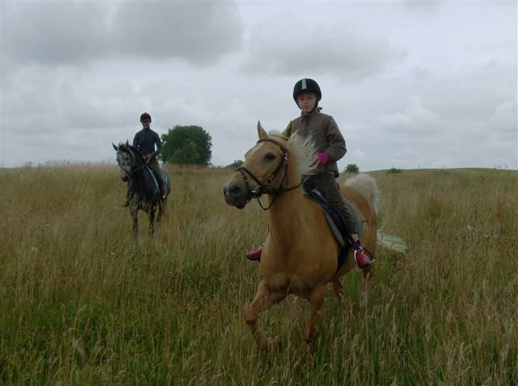 Hollandsk Sportspony Lukas *SOLGT' billede 7