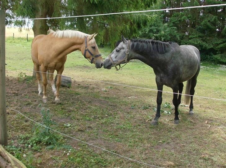 Hollandsk Sportspony Lukas *SOLGT' billede 8