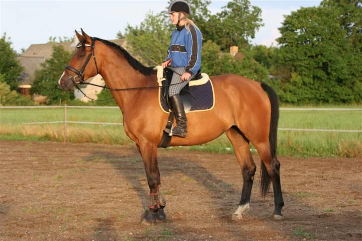 Dansk Varmblod Boulou - har lige fået øje på sin "kæreste" billede 12