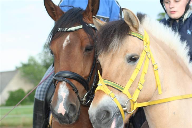 Dansk Varmblod Boulou - nyder livet med sin skønne foldkammerat billede 13