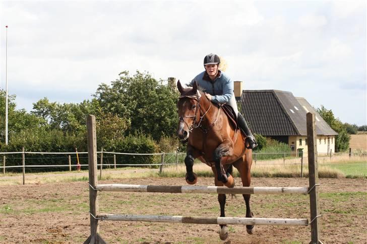 Dansk Varmblod Boulou billede 15