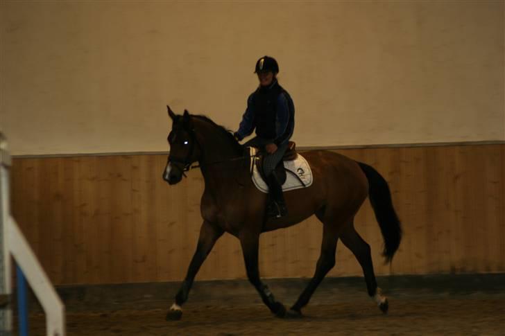 Dansk Varmblod Boulou billede 16