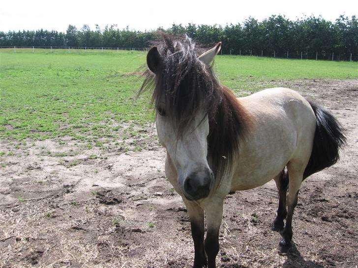 Anden særlig race Baldur - Smukke Baldur billede 1