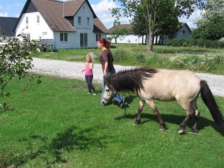 Anden særlig race Baldur - d21/7-09 lige kommet ud af traileren.. billede 2