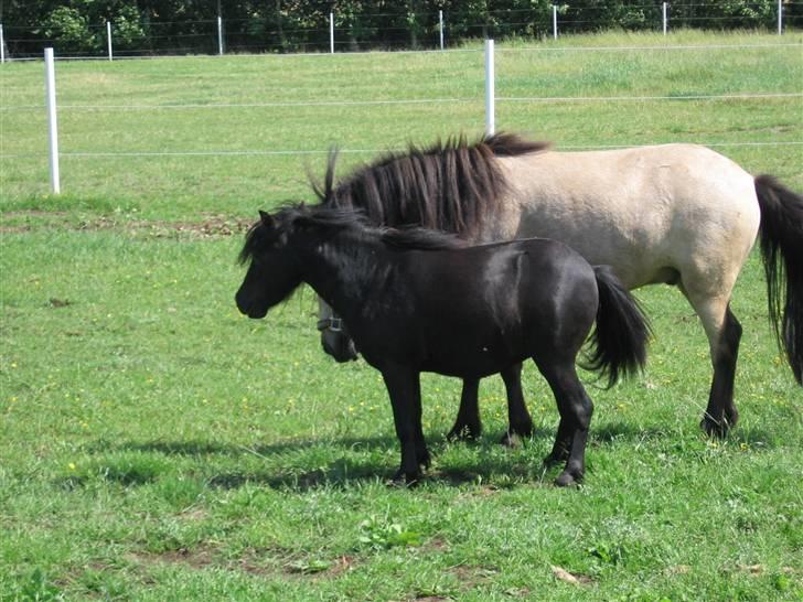 Anden særlig race Baldur - den første til at hilse var Felex Frejas miniature billede 3