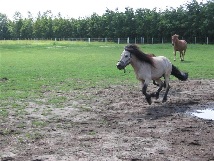 Anden særlig race Baldur - Fuld gallop på marken billede 4