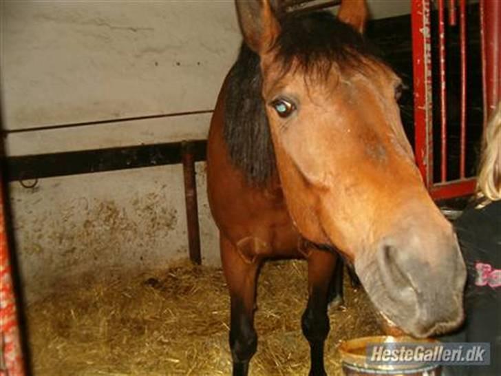 Anden særlig race Tøsen - mmh,... lakrids:p billede 20