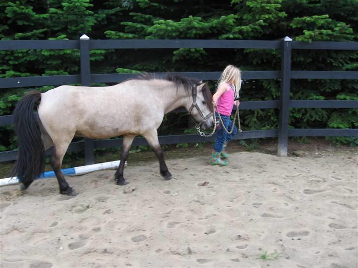 Anden særlig race Baldur - første gang i roundpin billede 11