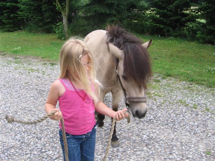 Anden særlig race Baldur - På vej tilbage fra ridebanen billede 14