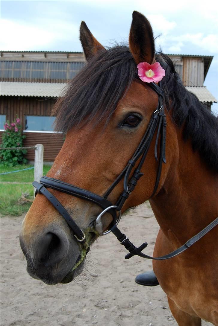Anden særlig race Rosita ' R.I.P ' <3 :( - blomster-hesten (; // taget af frederikke ( FML ) billede 6